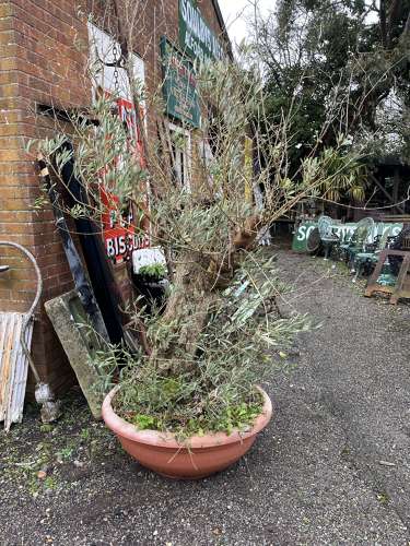Ancient Olive Tree