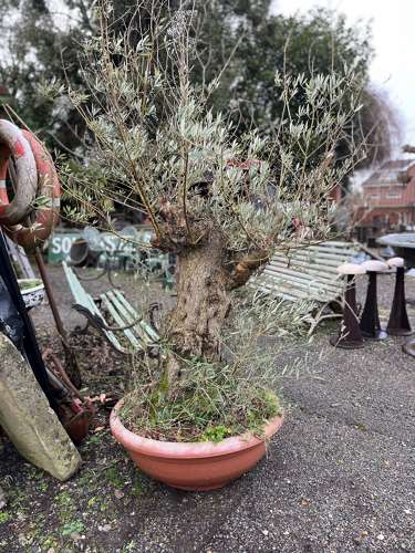 Ancient Olive Tree