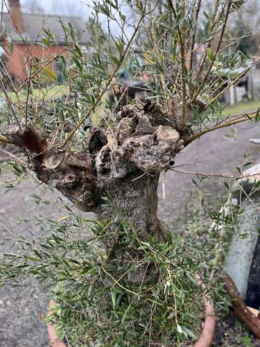 Ancient Olive Tree