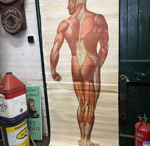 Educational poster of human muscles