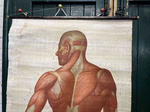 Educational poster of human muscles