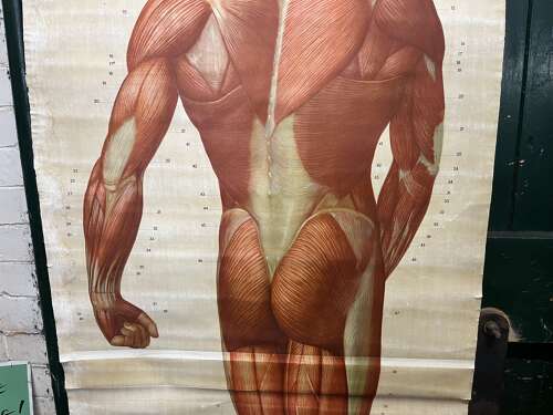 Educational poster of human muscles