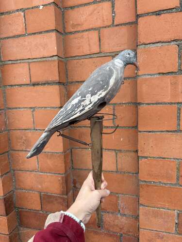 Decoy Pigeon